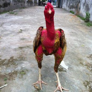 CÁCH CHĂM SÓC GÀ CHỌI SAU KHI ĐÁ GÀ MỚI NHẤT