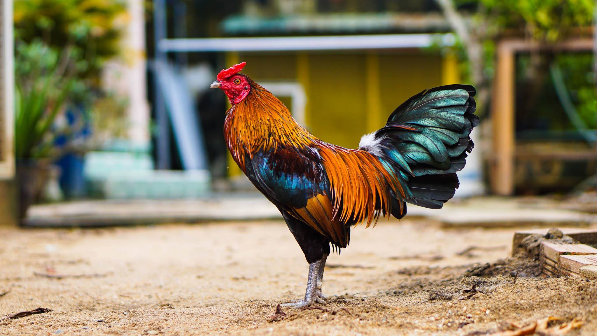 Chăm sóc gà thay lông như thế nào? – Cách làm cho gà mau ra lông